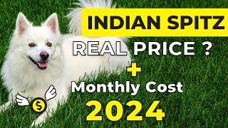 Indian Spitz Dog Price In India 2024  Monthly Expenses Included [upl. by Annaitat]