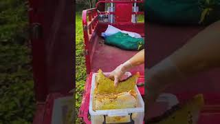 Sweet life asmr food honey farm honeycombeating village farming honeyberry satisfying [upl. by Conyers]