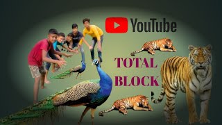 Tiger and peacock and hiran At Sundarbans Video [upl. by Nerat]