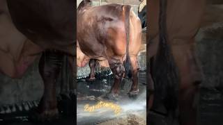 Hefty Red Sahiwal Cow Getting Showered and Cleaning Floor  Cattle Farming 2024 [upl. by Odradlig]