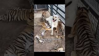 animals tiger dog mother animalshorts cuteanimals rescue healing animalrescue cute shorts [upl. by Harlie940]