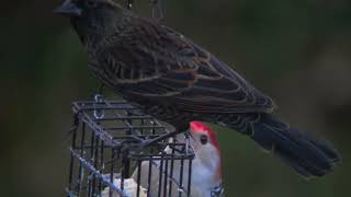 Red bellied woodpecker birds birdwatching nature Minnesota Woodpecker [upl. by Claire]