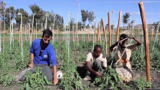 EWB  Israel Faculty of Agriculture Instructional Video part 3 Growing Tomatoes in Ethiopia [upl. by Salohci]