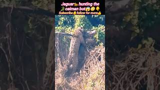 Jaguar🐆vs caiman🐊  crocodile attacks  Jaguar attacks crocodile  Wildshikaari007  shorts [upl. by Ozzy243]