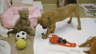 Cheetah and puppy make friends at San Diego zoo [upl. by Primaveras]