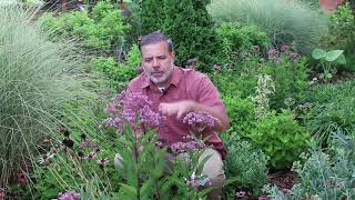 JoePye weed Eutrochium purpureum  Plant Identification [upl. by Wilma]