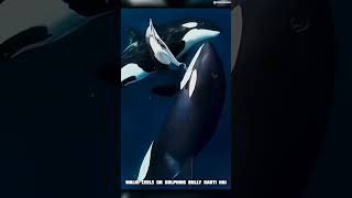 Orcas playing with Stingray science sciencefacts [upl. by Jerold]