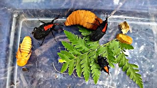 amazing I hunted Cocoon Caterpillar elephant beetles and sun caterpillar [upl. by Nortyad226]