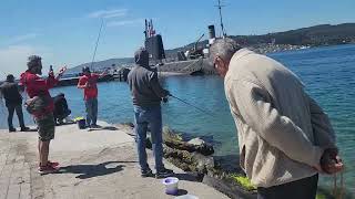 Observing Turks Fishing Horse Mackerel In Dardanelles Strait horsemackerel fishingvideo fishing [upl. by Sahpec]