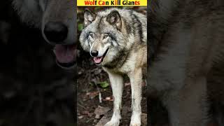 Wolf Can Kill Giants  youtubeshorts ytshorts viralshorts [upl. by Suneya223]