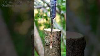 Grafting and budding fruit trees successful and best method [upl. by Adrahs361]