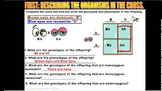 How to Read A Punnett Square [upl. by Arocet513]