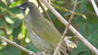 The sound of Lewins Honeyeater [upl. by Brandea626]