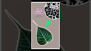 🌿 RARE glimpse of Leaf Skeleton under microscope leaf shorts plant zoom [upl. by Oremoh]