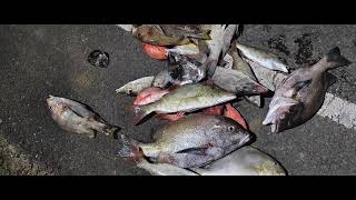 Night Fishing Little Andaman [upl. by Edmunda687]