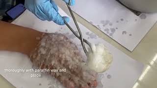 procedure on doing Paraffin wax paraffin casting [upl. by Aihsemat]