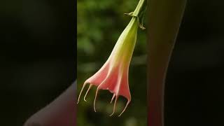 Brugmansia [upl. by Sulrac267]