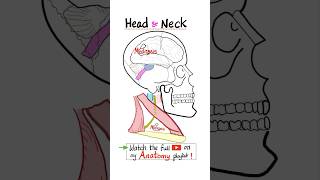 Anatomy of the Head and Neck  Skull Anatomy…anatomy biology physiology science nurse doctor [upl. by Menard175]