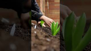 December Gardening Tips for Zone 7 gardening garden growyourownfood [upl. by Jensen]