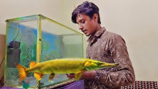 First Big Monster Fish Tank Ready 😥 Alligator Gar Fish Tank video [upl. by Gawlas]