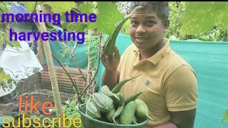 Harvesting Vegetables At Home Ghare Panipariba ChasaGhar Par Sabji Kese Ugaye Sabji Kheti [upl. by Eznyl]