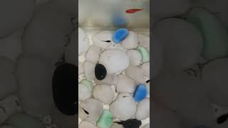 Black Molly Fish babies platy guppy fish shorts mollyfish [upl. by Loresz]