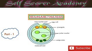 Megagametogenesis Part 1 [upl. by Anwadal]