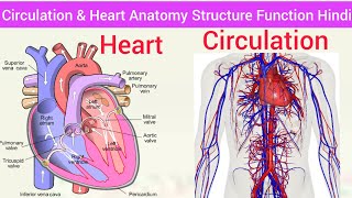 Heart And Circulation Anatomy Physiology Structure Function Location Layers Hindi  Transport System [upl. by Akcirederf]