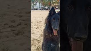 Belgian shepherd Groenendael [upl. by Seeto]