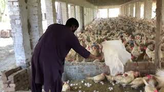 White Layer Poultry Farming Business In Pakistan  Layer Murgi Smaal Setup  Layer Poultry  Part 74 [upl. by Leamsi]