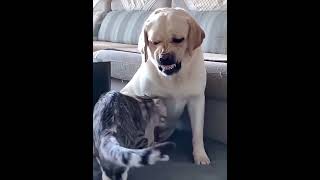 cat and dog crazy moment 🤭 catdog funny crazy [upl. by Jaine]