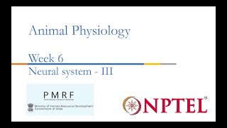 Neural System III PMRFNPTEL Session on Animal Physiologynoc24bt56 Week 6 [upl. by Bartle]