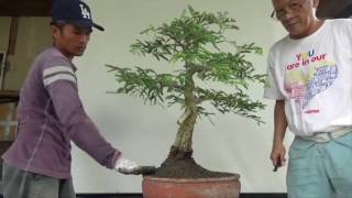 Bonsai Diary Split Trunk Tamarind Repot [upl. by Stevy]