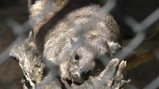 ケープハイラックス 広島市安佐動物公園 2018年5月20日 [upl. by Sukin]