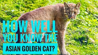 Asian Golden Cat  Description Characteristics and Facts [upl. by Krispin761]