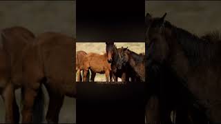 Brumby edit 3 horses [upl. by Durware]