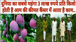 Miyazakimangoes 3 लख रुपए प्रति किलो होती है इस आम की कीमत।newsindia11 ni11 [upl. by Friedman527]