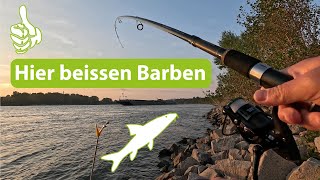 Fette Barbe gefangen mit Maden am Rhein Ansitzangeln am Rhein Mit Maden auf Barbe Video mit Musik [upl. by Melissa]