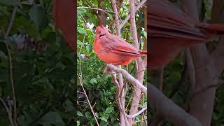 Red Cardinal DLynch nature northerncardinal [upl. by Annaicul888]