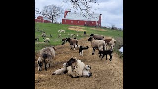 Caring for Lamb amp Ewe After Delivery [upl. by Brazee217]