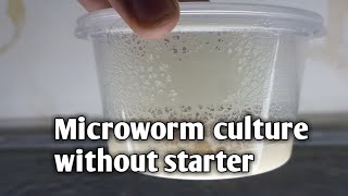 microworm culture without starter [upl. by Ami12]