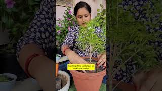 Repotting Plants from Urvann  Urvann Review Haul  Plants amp Gardening Hacks In Hindi [upl. by Olifoet]