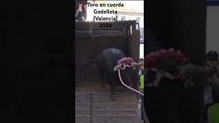 Mejores momentos Toro en cuerda Godelleta Valencia 2024 [upl. by Euqinahs]