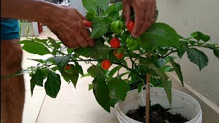 Colheita de pimenta Habanero  Horta da Lourdes em apartamento [upl. by Nolrah]