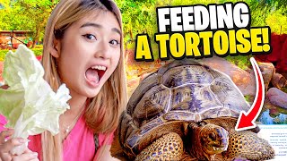 My 3 Year Old Daughter Meets The OLDEST Tortoise in Singapore [upl. by Yslehc]