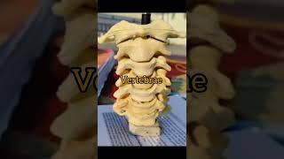 vertebrae humananatomy bone medico [upl. by Anana]