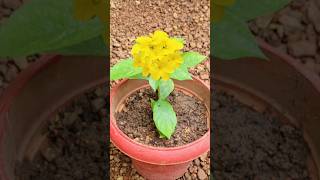 പൂക്കൾ തിങ്ങി നിറയാൻ ചാണകം മാത്രംkerala garden ideas youtubeshorts trendingshorts gardening [upl. by Celle]