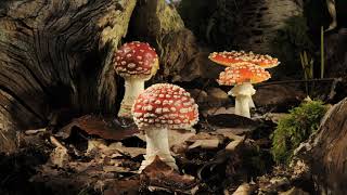 Fly Agaric fungi growing time lapse track Amanita muscaria [upl. by Zenda]