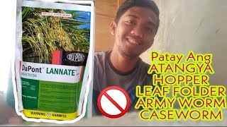 Pamatay Insekto gaya ng AtangyaGLH Leaf folder ArmyWorm Caseworm at iba pa  Lannate insecticide [upl. by Annelak]