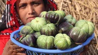 Farm Fresh Eggplant Recipe Delicious Kamranga Begun Cooking Fresh Brinjal Curry Village Food [upl. by Airalav]